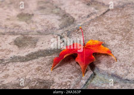 Red maple leaf on a concrete tiled background Stock Photo