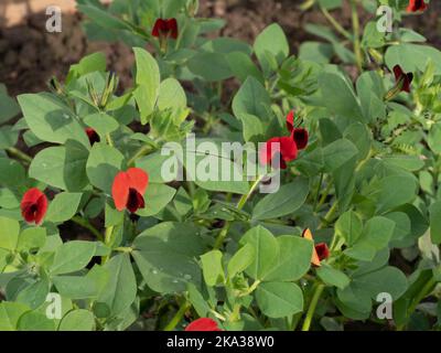 The bright red and maroon flowers of the asparagus pea - Lotus tetragonolobus Stock Photo