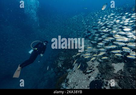 Diver exploring a reef at the gulf of Thailand close to Koh Tao Stock Photo