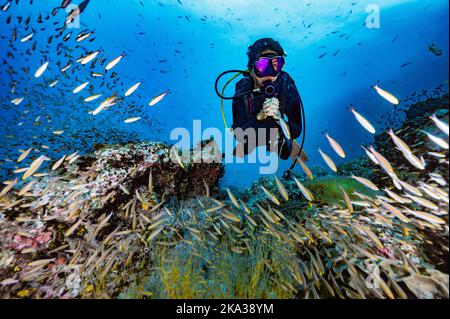 Diver exploring a reef at the gulf of Thailand close to Koh Tao Stock Photo