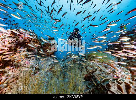 Diver exploring a reef at the gulf of Thailand close to Koh Tao Stock Photo