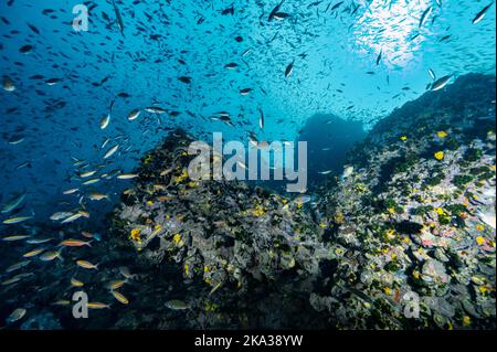 tropical fish around a reef at the gulf of Thailand close to Koh Tao Stock Photo
