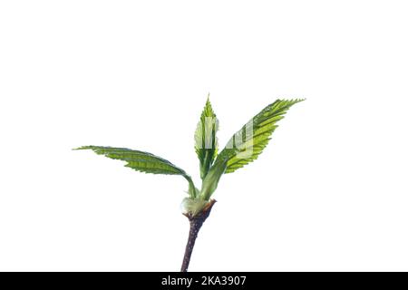 A close up of a young fresh newly opened bud of Betula ermanii against a clear white background Stock Photo