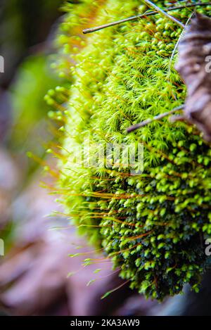 A vertical shot of green common apple-moss grown in the forest in spring Stock Photo