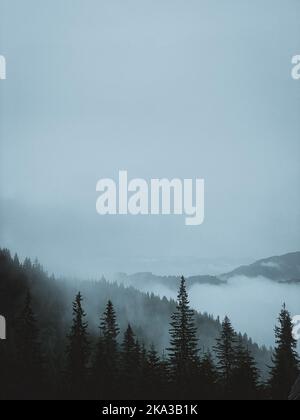 Mountain forest in fog and clouds Stock Photo