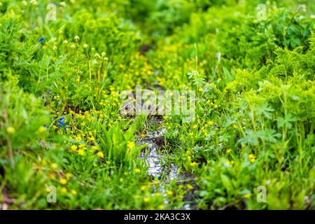 Small river creek after rainy weather in Crested Butte, Colorado Snodgrass hiking trail in summer closeup of buttercup yellow flowers in Rocky Mountai Stock Photo