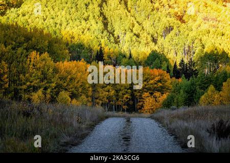 Colorado Rocky Mountains small dirt hiking trail in Castle Creek with sunrise sunlight on dark footpath in autumn fall foliage on trees colorful yello Stock Photo