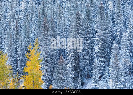 Cold Maroon Bells pine spruce fir forest by aspen trees at Colorado Rocky mountains after winter snow covered frozen forest in late autumn
