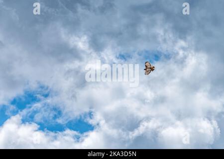 Red tailed hawk bird of prey spotted flying over sky on Kebler Pass, Colorado isolated against blue sky with clouds Stock Photo