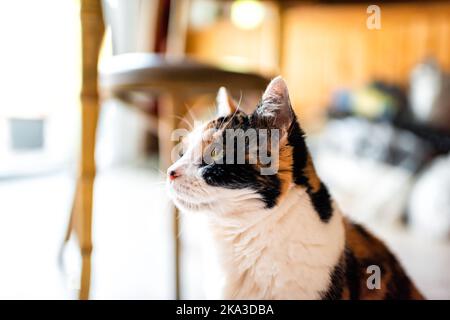 Closeup portrait of old senior calico cat sitting looking up at home house or apartment kitchen, waiting for food Stock Photo