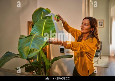 Side view of middle aged Hispanic female spraying water on green leaves of houseplant while doing housework at home Stock Photo