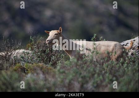 Wild goats on rock mountain near valley Stock Photo