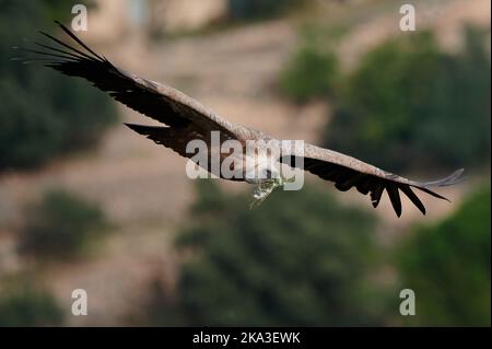 Wild griffon vulture with brown feathers and huge wings flying in natural habitat on sunny day Stock Photo