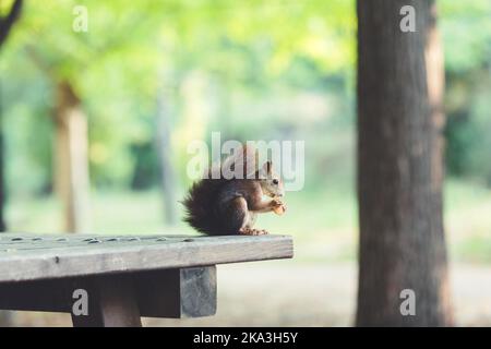 Cute squirrel with furry tail standing on wooden table while eating near green grass in autumn park Stock Photo