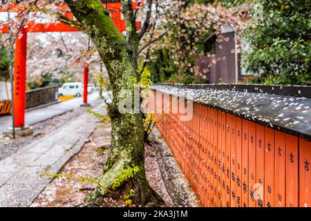 Kyoto, Japan - April 10, 2019: Spring garden of sakura flowers and background of red Takenaka Inari Jinja Shrine torii gates path to temple entrance Stock Photo