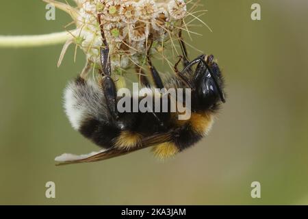 Detailed closeup of a queen large garden or ruderal bumblebee bumblebee , Bombus rudateratus Stock Photo