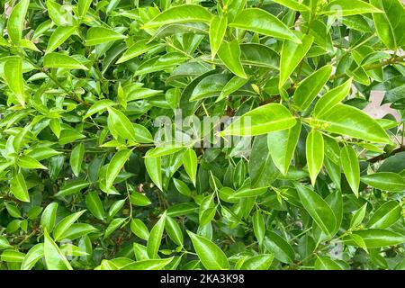 Lush fresh green leaves and branches of glossy privet (Ligustrum lucidum, Chinese privet, wax-leaf privet) tree Stock Photo