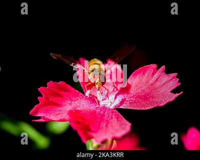 bee on a flower - macro photo many details black blurry background Stock Photo