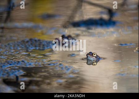 A common frog lies in the water in a pond during mating time at springtime. Natural background with copy space, place for text. Animal photography. Stock Photo