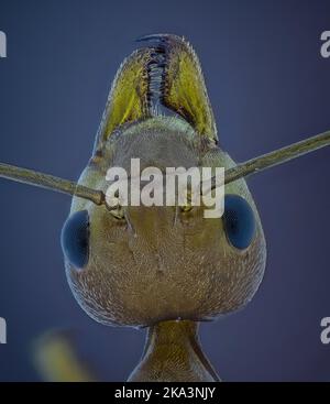 Head Detail of Weaver Ant Oecophylla SP, Arthropoda Phylum, Formicinae ...