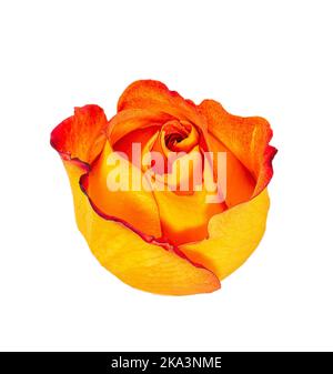 Single, yellow orange rose blossom isolated on white background. Stock Photo