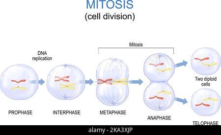 vector illustration of cell division. mitosis. biology Stock Vector ...