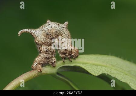 Lilac Beauty moth caterpillar (Apeira syringaria) at rest on leaf. Tipperary, Ireland Stock Photo
