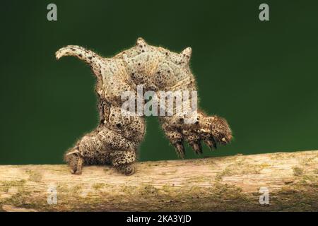 Lilac Beauty moth caterpillar (Apeira syringaria) crawling on twig. Tipperary, Ireland Stock Photo