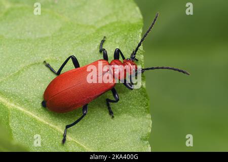 Red Headed Cardinal Beetle (Pyrochroa serraticornis) resting on leaf. Tipperary, Ireland Stock Photo