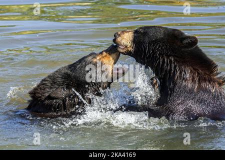 Two American black bears (Ursus americanus) play fighting / playfighting / playing and splashing in water of pond Stock Photo