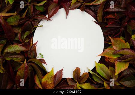 Horizontal flatlay white round on foliage background copyspace. Сircle framed by leaves - for logo, text or wedding monogram invitation. Stock Photo