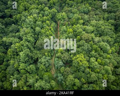 Sunlit dirt path winds through deep green forest in early summer. Stock Photo