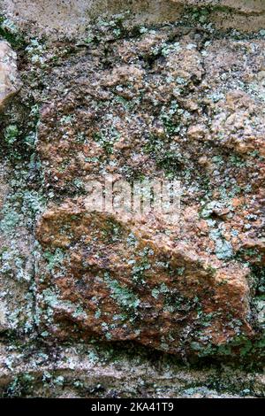 Green lichen growing on rouch patterned rock face. Stock Photo
