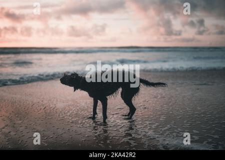 An adorable Labradoodle shaking itself dry on the beach on a sunset sky background Stock Photo
