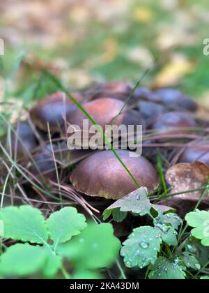 Hymenogastraceae mushrooms grow in the grass in a clearing in the autumn forest closeup. Stock Photo