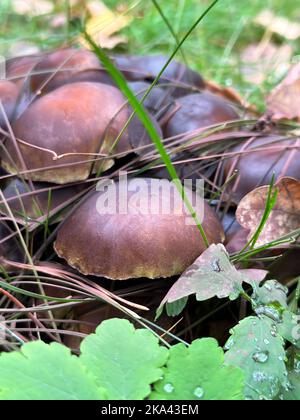 Hymenogastraceae mushrooms grow in the grass in a clearing in the autumn forest closeup. Stock Photo