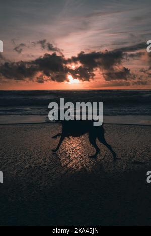 An adorable wet Labradoodle running and playing on the beach on a beautiful sunset sky background Stock Photo