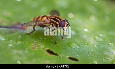 A macro-Image of a Hoverfly on a pond Lilly. Stock Photo