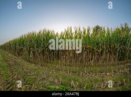 Corn plants with cobs seen in the field with partial crop cut Stock Photo