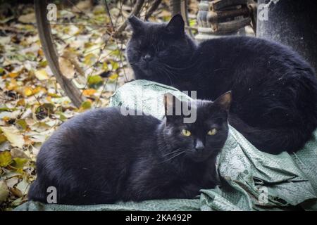 A closeup shot of the two black stray cats Stock Photo