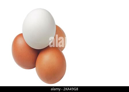 Three brown chicken eggs and one white organic free-range chicken egg. Stock Photo