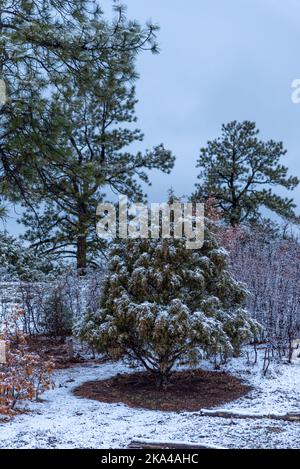 Cedar and pine trees covered with a light dusting of snow in Northern New Mexico. Stock Photo