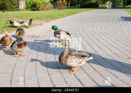 Ducks on the sidewalk in an autumn park close up Stock Photo