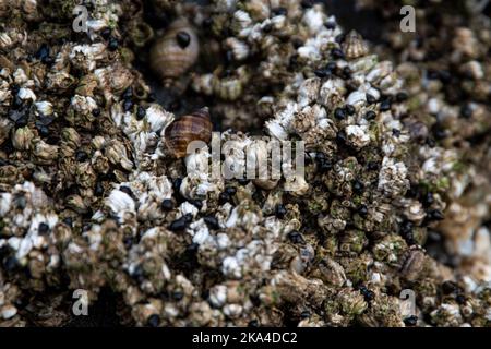 closeup on barnacles and sea snails during low tide. You can see the animals hiding out. Stock Photo