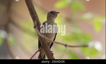 A closeup of the pale-billed flowerpecker, Dicaeum erythrorhynchos perched on a branch. Shallow focus. Stock Photo