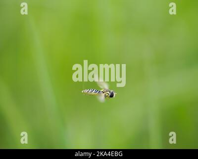 A macro shot of a flying Long Hoverfly on a green nature blurred background Stock Photo