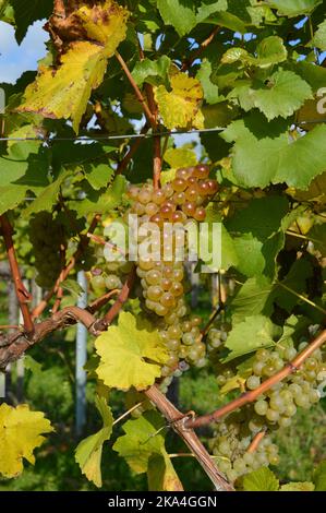 Reife Weintrauben, ripe grapes in Spitz an der Donau, Wachau, Lower Austria. Grüner Veltliner, Weißwein, white wine Stock Photo