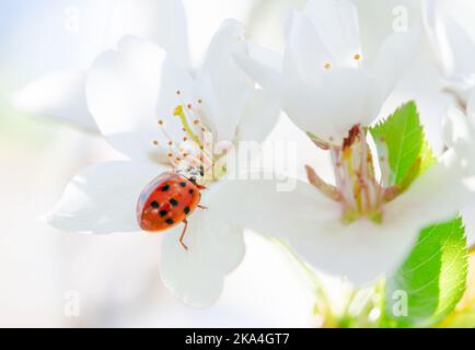 Red lady beetle on pear tree flower Stock Photo