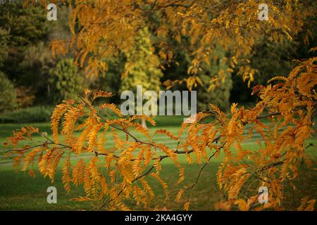 Lesnes Abbey woods in the autumn - a gleditsia tree in the foreground Stock Photo