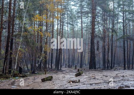 Non Exclusive: KHARKIV REGION, UKRAINE - OCTOBER 26, 2022 - Ammunition boxes are scattered among pine trees in a forest near Izium after the liberatio Stock Photo